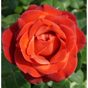 Rosa 'Terracotta', põõsasroos